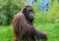 ¿Qué significa soñar con un orangután? 8 significados simbólicos