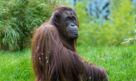 ¿Qué significa soñar con un orangután? 8 significados simbólicos