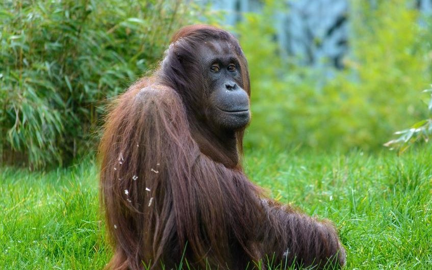 ¿Qué significa soñar con un orangután? 8 significados simbólicos
