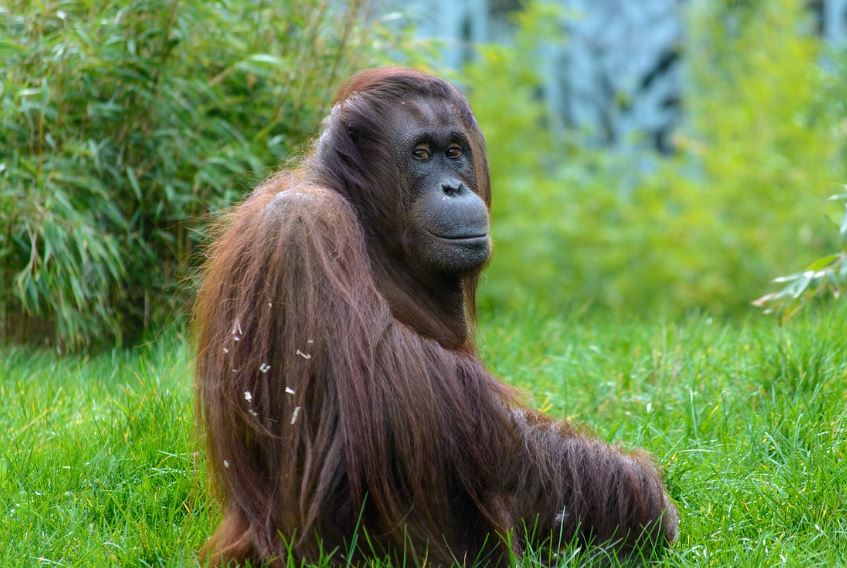 ¿Qué significa soñar con un orangután? 8 significados simbólicos