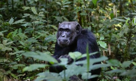 ¿Qué significa soñar con un chimpancé? 9 significados simbólicos