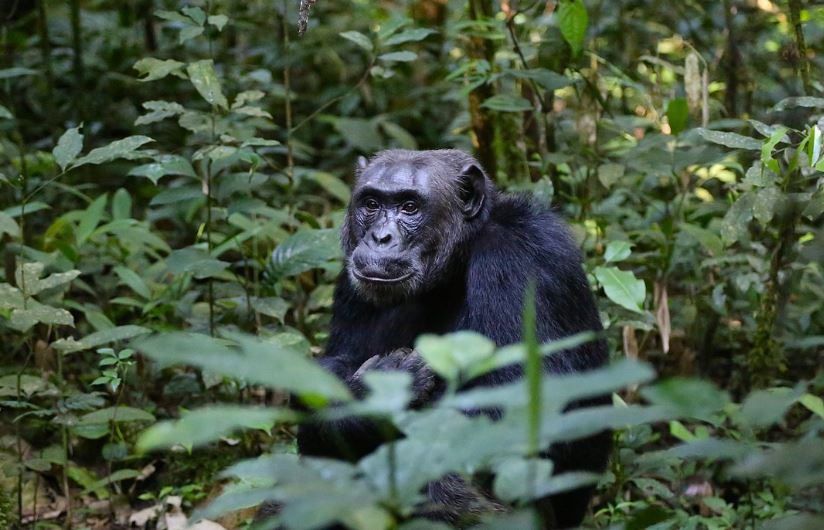 ¿Qué significa soñar con un chimpancé? 9 significados simbólicos