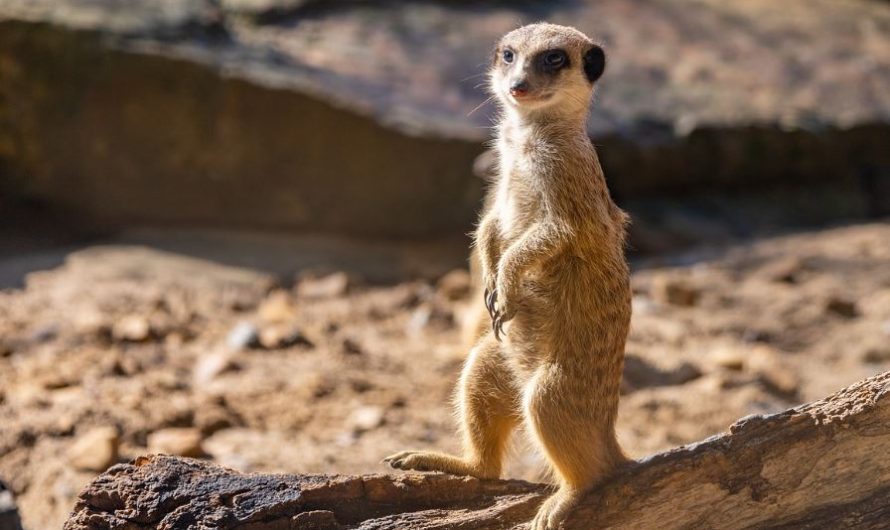 ¿Qué significa soñar con un suricato? 6 significados simbólicos