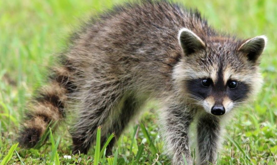 ¿Qué significa soñar con un mapache? 8 significados simbólicos