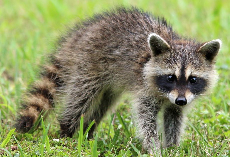¿Qué significa soñar con un mapache? 8 significados simbólicos