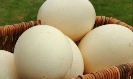 ¿Qué significa soñar con huevos de avestruz? 6 significados simbólicos