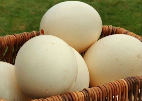 ¿Qué significa soñar con huevos de avestruz? 6 significados simbólicos