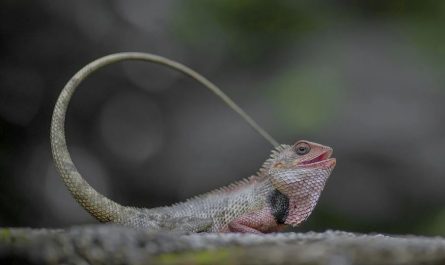 ¿Qué significa soñar con un camaleón? 9 significados simbólicos