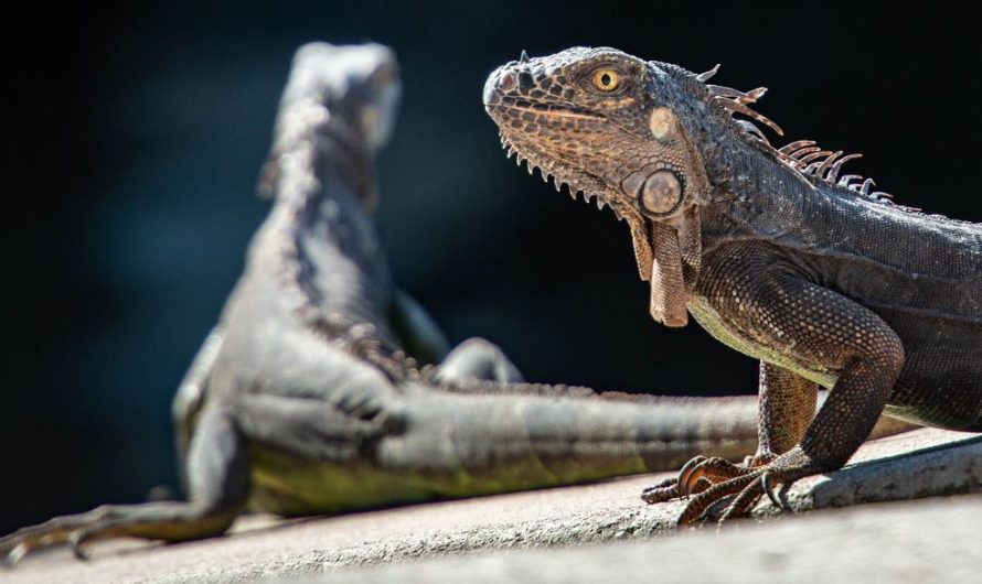¿Qué significa soñar con iguanas? 8 significados simbólicos