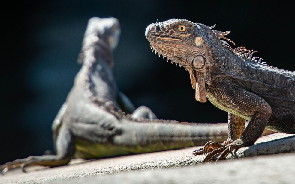¿Qué significa soñar con iguanas? 8 significados simbólicos