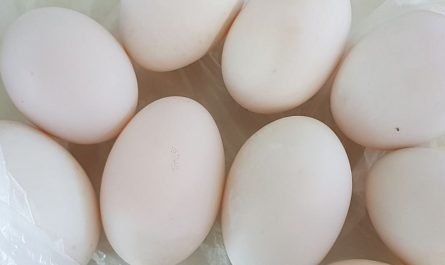 ¿Qué significa soñar con huevos de ganso? ​​7 significados simbólicos