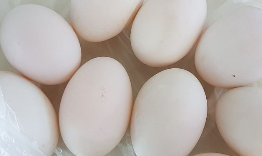 ¿Qué significa soñar con un ganso? ​​9 significados simbólicos
