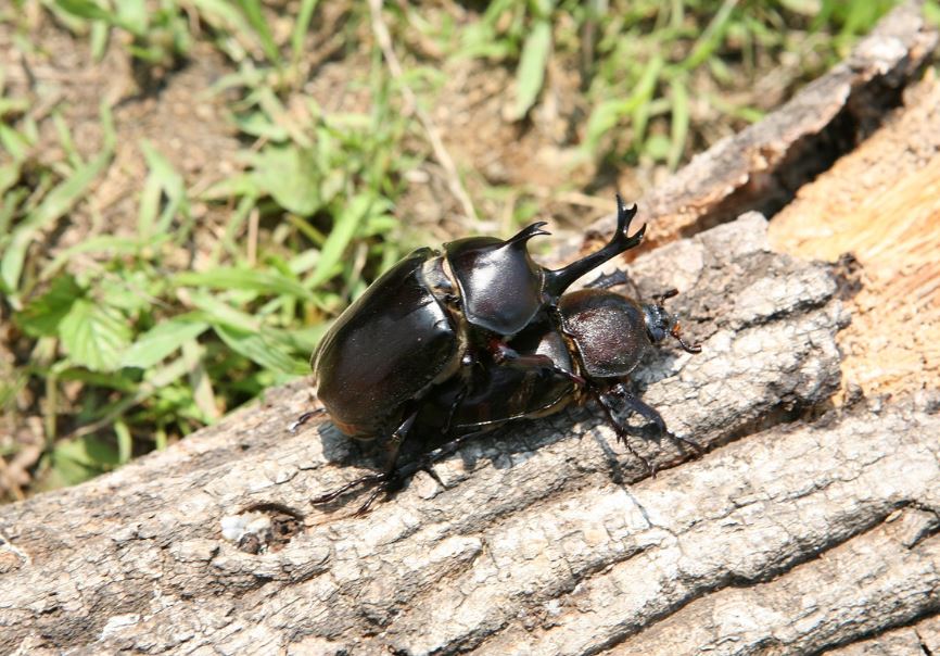 ¿Qué significa soñar con escarabajos? 10 significados simbólicos