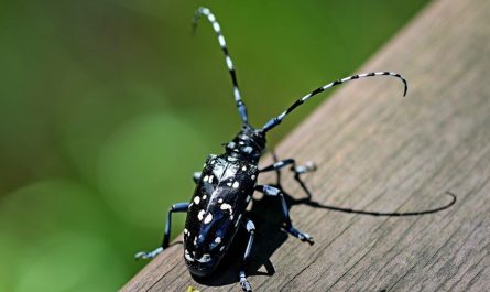 ¿Qué significa soñar con un escarabajo longicornio? 7 significados simbólicos