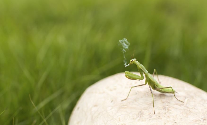 ¿Qué significa soñar con una mantis religiosa? 11 significados simbólicos