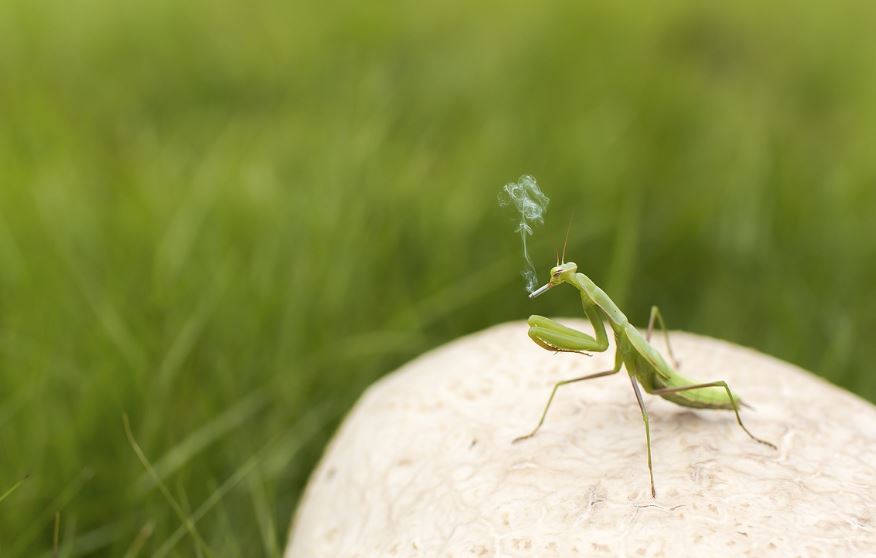 ¿Qué significa soñar con una mantis religiosa? 11 significados simbólicos
