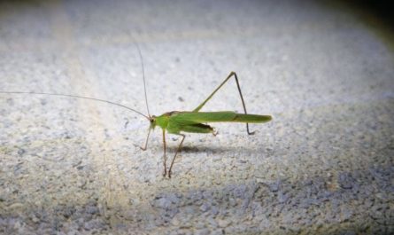 ¿Qué significa soñar con un saltamontes? 6 significados simbólicos