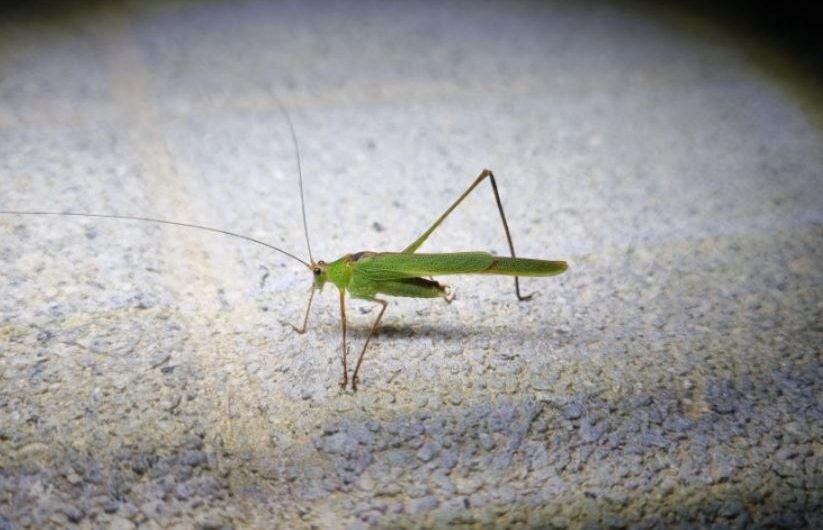 ¿Qué significa soñar con un saltamontes? 6 significados simbólicos