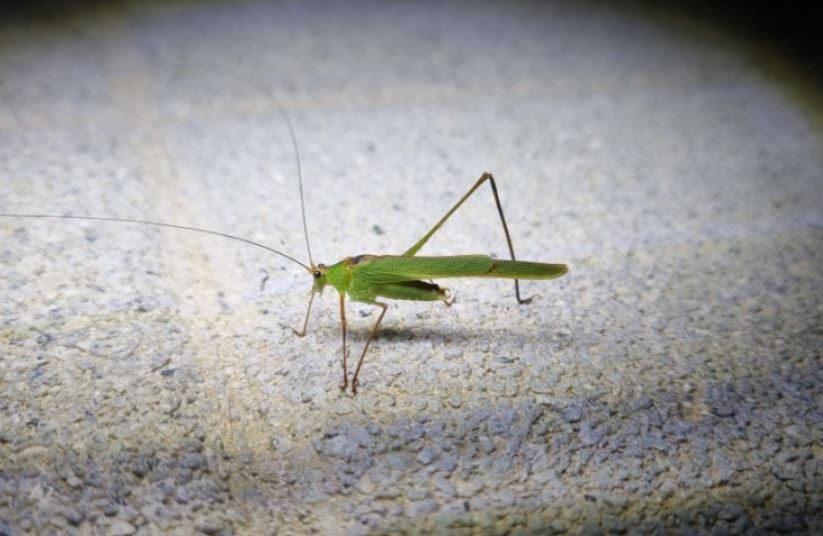 ¿Qué significa soñar con un saltamontes? 6 significados simbólicos