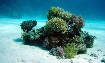 ¿Qué significa soñar con coral? 7 significados simbólicos