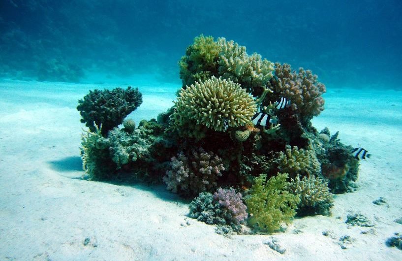 ¿Qué significa soñar con coral? 7 significados simbólicos