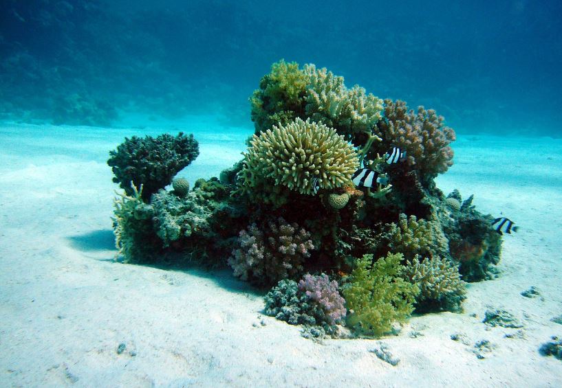 ¿Qué significa soñar con coral? 7 significados simbólicos