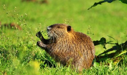 ¿Qué significa soñar con una nutria? 7 significados simbólicos