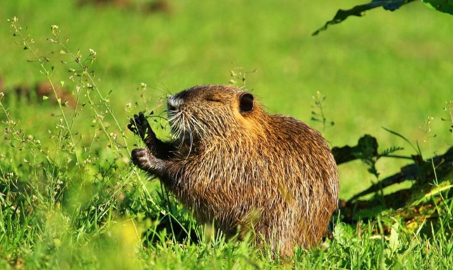 ¿Qué significa soñar con una nutria? 7 significados simbólicos