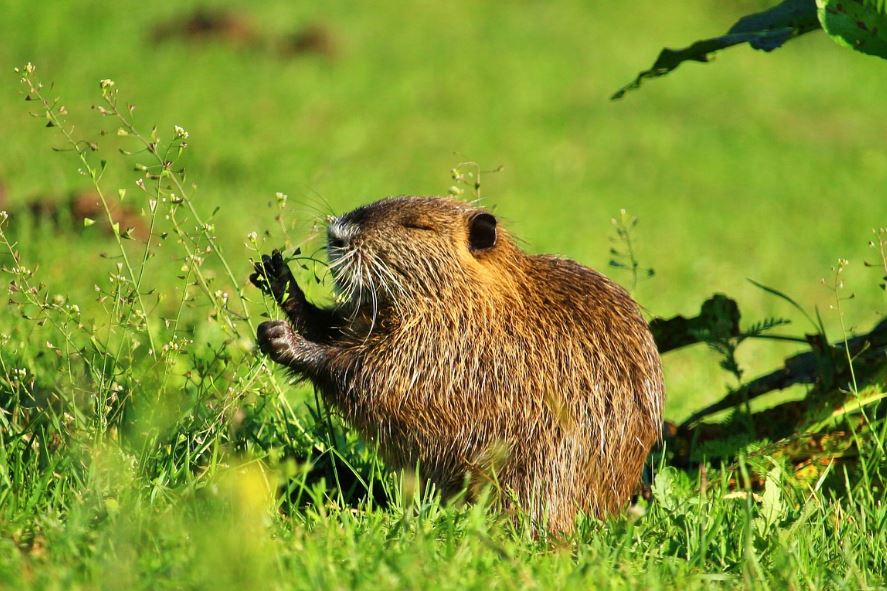 ¿Qué significa soñar con una nutria? 7 significados simbólicos