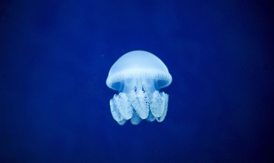 ¿Qué significa soñar con medusas? 10 significados simbólicos