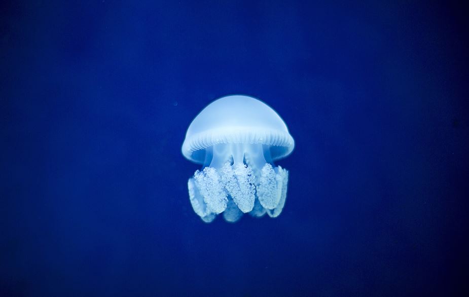 ¿Qué significa soñar con medusas? 10 significados simbólicos