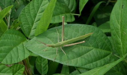 ¿Qué significa soñar con saltamontes? 9 significados simbólicos
