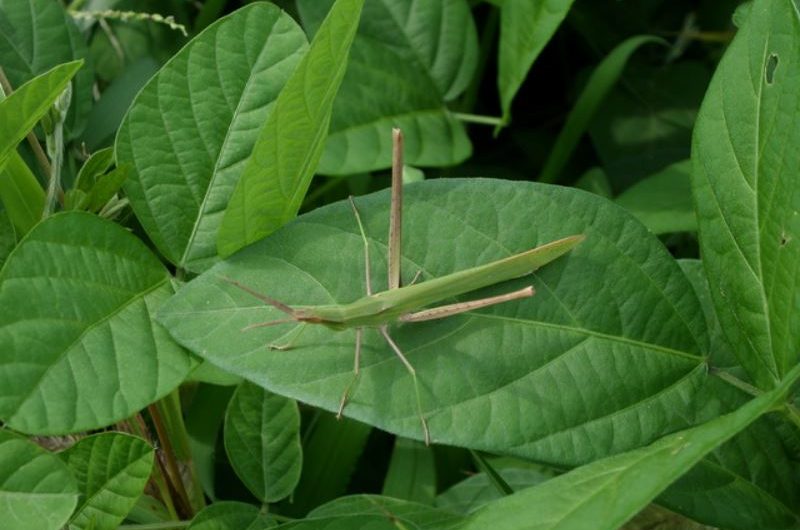 ¿Qué significa soñar con saltamontes? 9 significados simbólicos