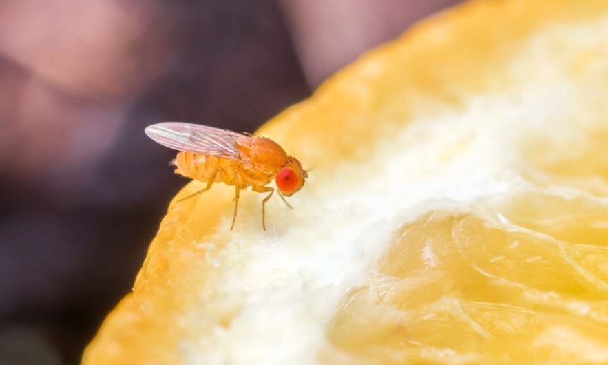 ¿Qué significa soñar con moscas de la fruta? 7 significados simbólicos