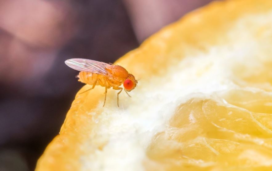 ¿Qué significa soñar con moscas de la fruta? 7 significados simbólicos