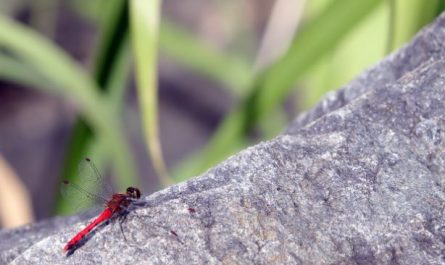 ¿Qué significa soñar con una libélula roja? 8 significados simbólicos
