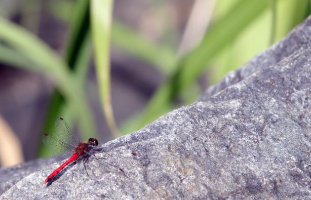 ¿Qué significa soñar con una libélula roja? 8 significados simbólicos