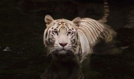 ¿Qué significa soñar con comer un tigre? 5 significados simbólicos
