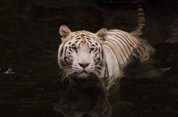 ¿Qué significa soñar con comer un tigre? 5 significados simbólicos