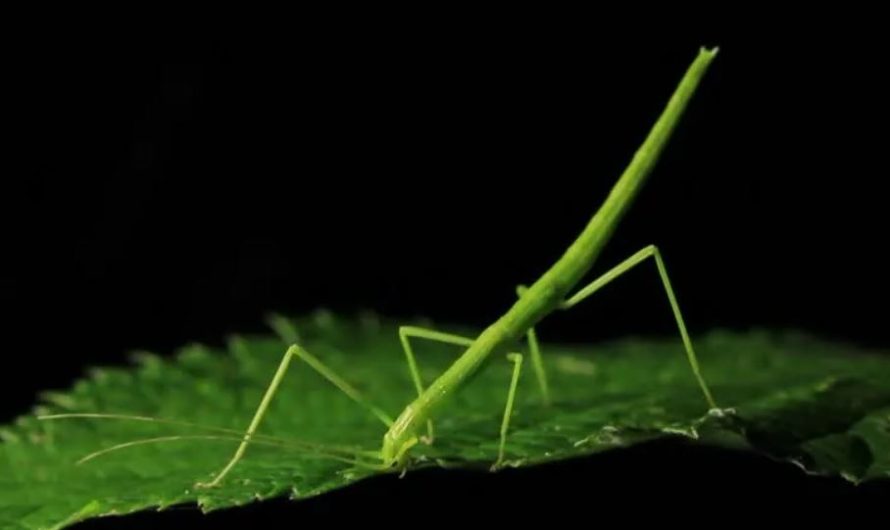 ¿Qué significa soñar con una oruga de la familia de las chinches? 6 significados simbólicos