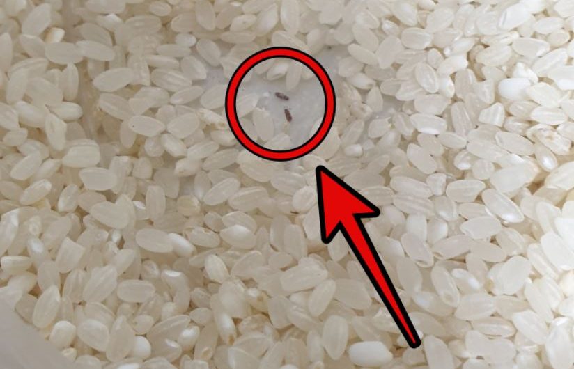 ¿Qué significa soñar con gorgojos del arroz? 9 significados simbólicos