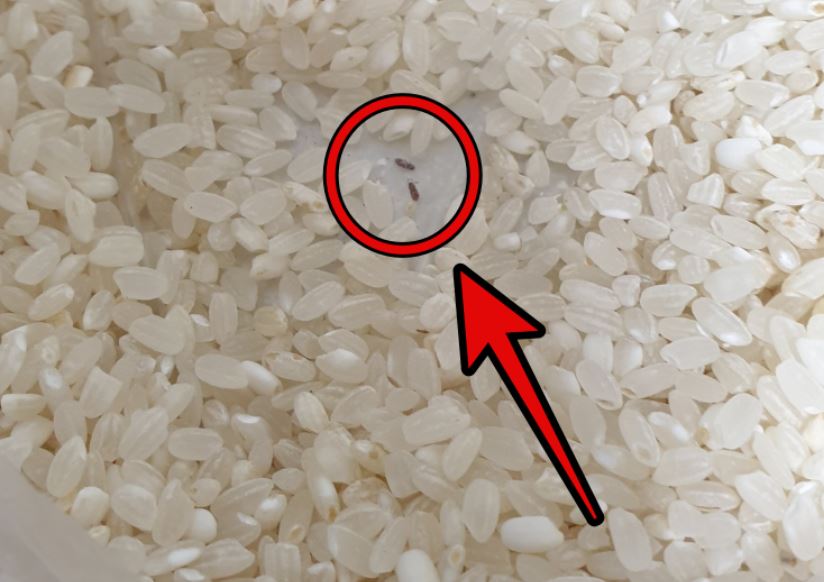 ¿Qué significa soñar con gorgojos del arroz? 9 significados simbólicos