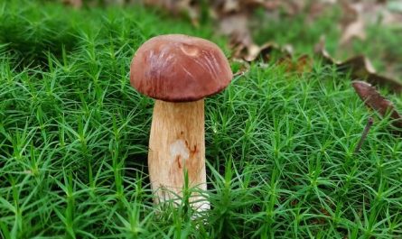 ¿Qué significa soñar con setas matsutake? 7 significados simbólicos