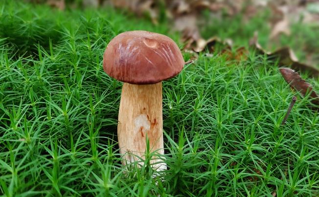 ¿Qué significa soñar con setas matsutake? 7 significados simbólicos