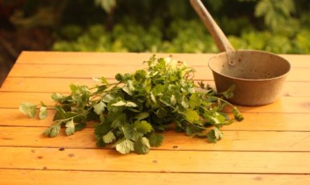 ¿Qué significa soñar con cilantro? 7 significados simbólicos