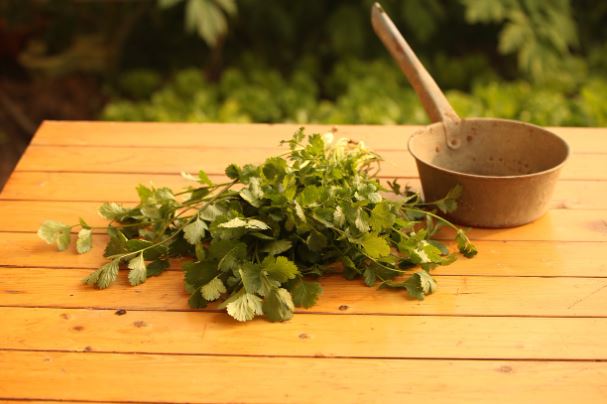 ¿Qué significa soñar con cilantro? 7 significados simbólicos