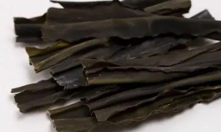 ¿Qué significa soñar con algas marinas? 6 significados simbólicos