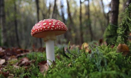 ¿Qué significa soñar con setas venenosas? 7 significados simbólicos