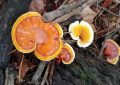 ¿Qué significa soñar con Ganoderma lucidum? 7 significados simbólicos