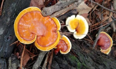 ¿Qué significa soñar con Ganoderma lucidum? 7 significados simbólicos
